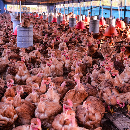 Lote de frangos caipiras em fase de crescimento
